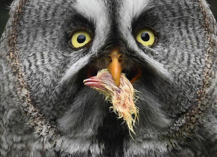 owl eating