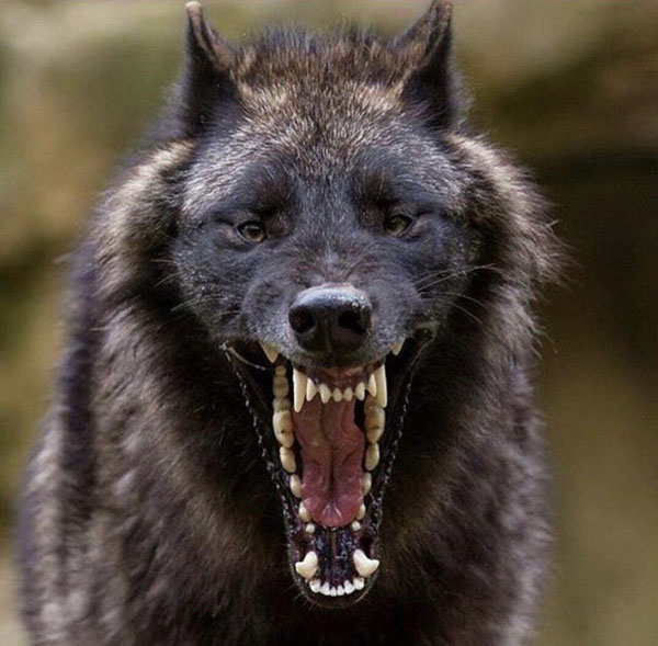 black wolf