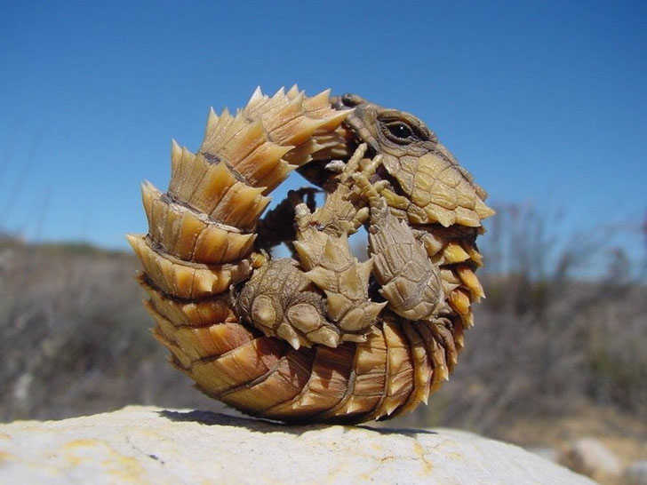 armadillo lizard