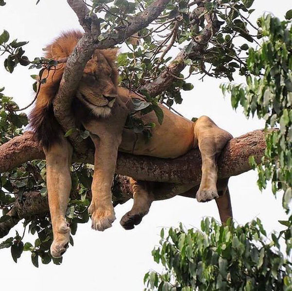 male lion sleeping in tree