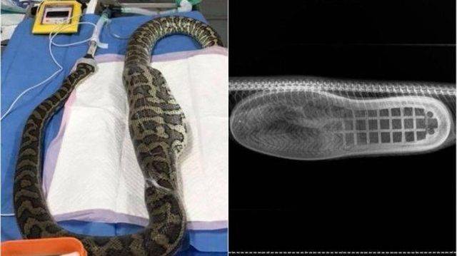 cool there's a boot in my snake