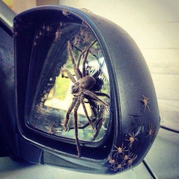 cool wing mirror spiders