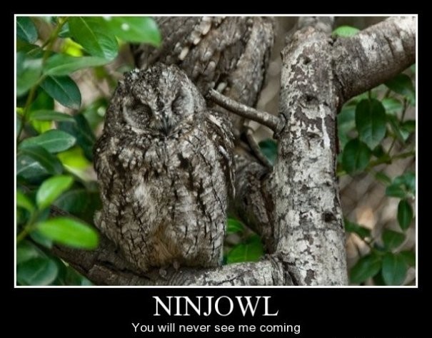 camouflage animals for kids - Ninjowl You will never see me coming