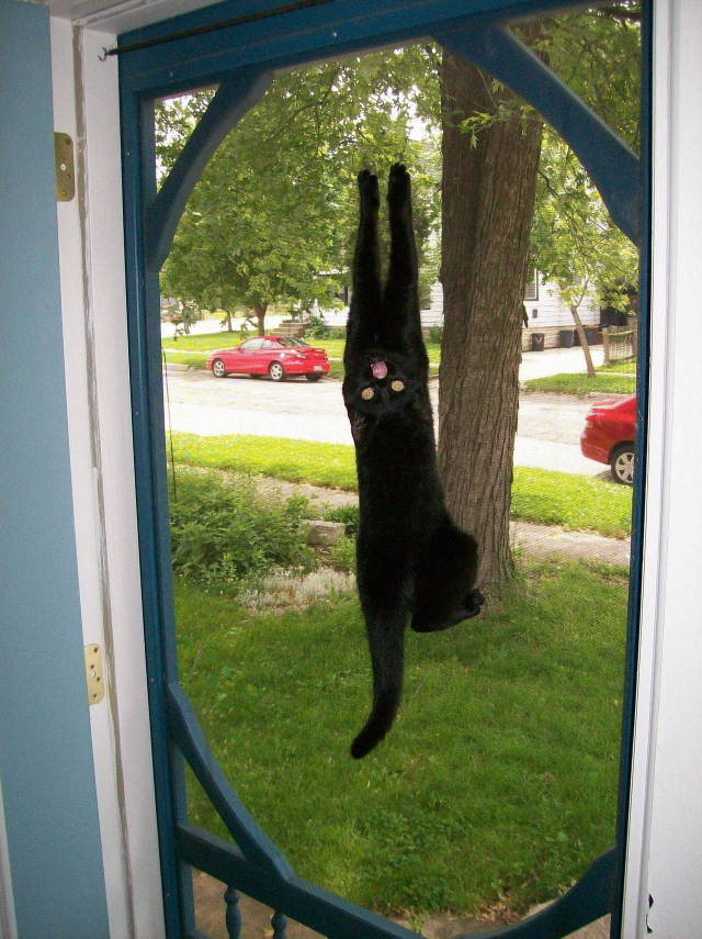 cat hanging on screen door