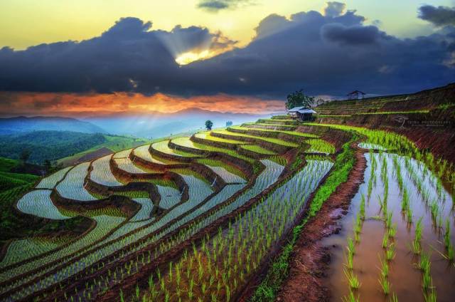 thailand rice terraces