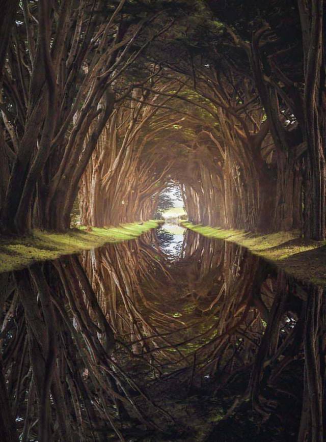 cypress tree tunnel