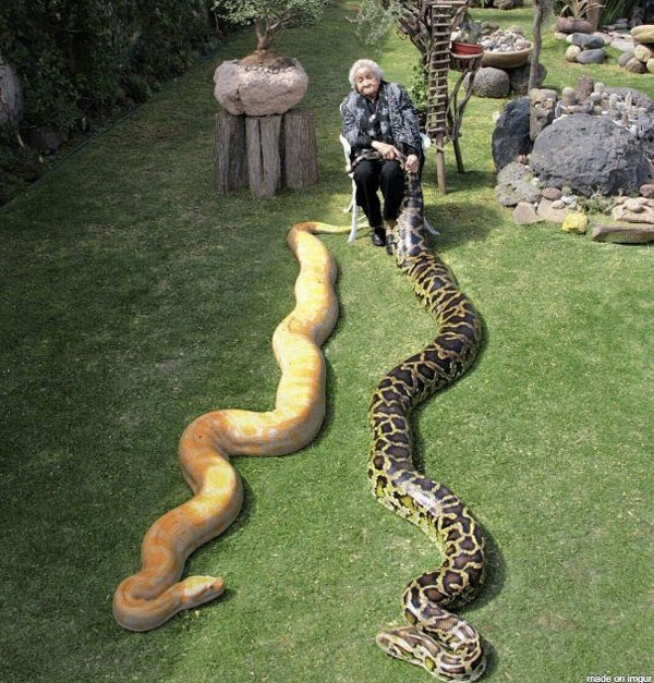 cool pic old woman with snakes - made on Imgur