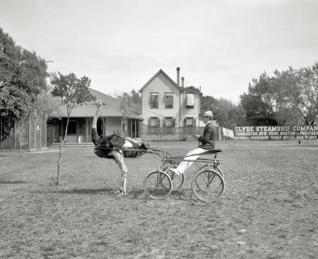 ostrich powered wagon