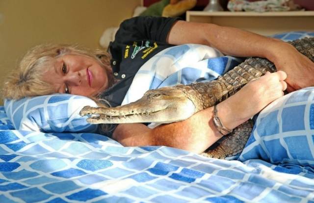 taking a nap with an alligator