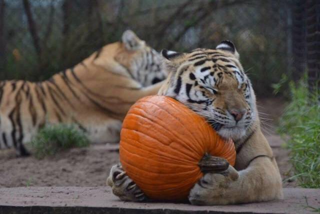 i love you pumpkin - tiger cuddling with pumpkin
