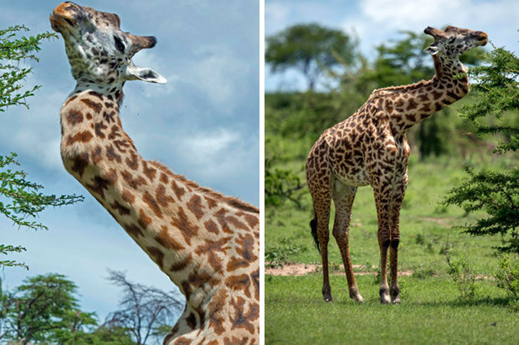 giraffe with normal neck