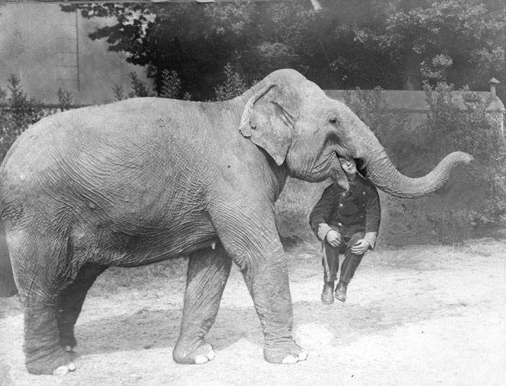vintage photos animals