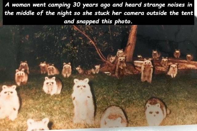 cursed images racoons - A woman went camping 30 years ago and heard strange noises in the middle of the night so she stuck her camera outside the tent and snapped this photo.