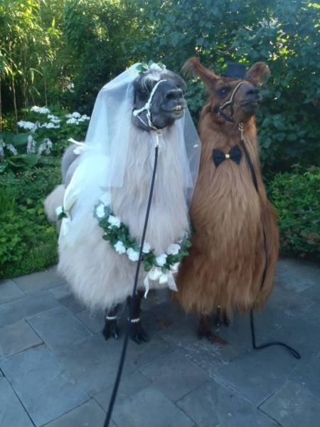 llamas getting married