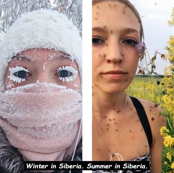 summer in siberia winter in siberia - Winter in Siberia. Summer in Siberia.