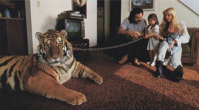 tiger house pet
