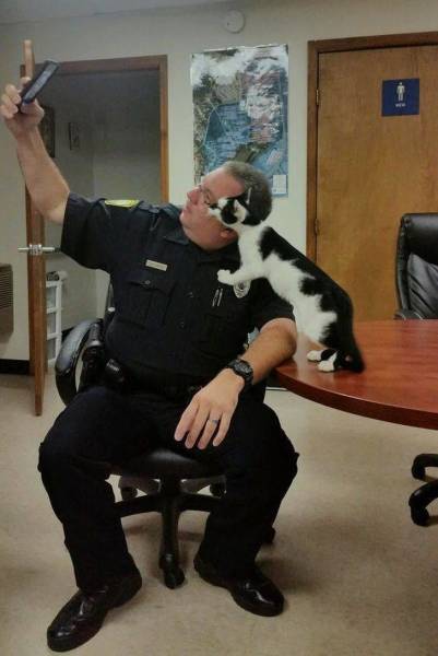 cat animal police
