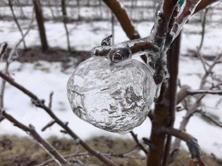 “I’m sure you could find them at any orchard on the Ridge (near Sparta, MI), or at least any that still had a few unpicked apples hanging on the trees,” he added. ‘Jonagold’ is one of my favorite apple varieties, but we’ll call these “Jonaghosts.'”