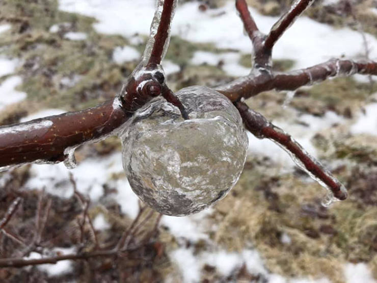 According to Andrew, not a lot of fruits and veggies are capable of pulling off such a stunt. “You could only find them on other fruits and vegetables if they remained unharvested and persisted into the winter. Most crops do not.”