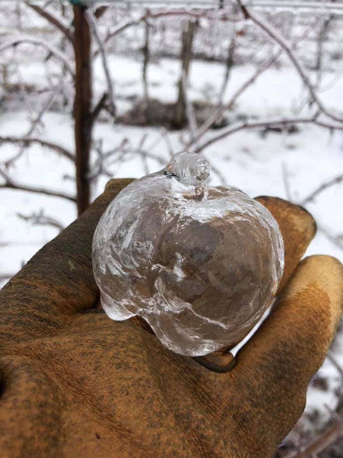 William Shoemaker, a retired fruit and vegetable horticulturist from the University of Illinois, told Forbes that those apples, leftover from harvest, just went through a week of “exceptionally cold weather” due to the polar vortex. “Besides being somewhat mummified, they could also be rotten,” he said. “[If so,] they maintain their form, but their substance gets closer to applesauce.”