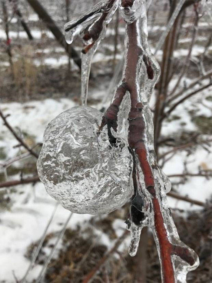 When their temperature drops to around -18°C (0°F), their structure collapses, and a few could “spew their rotten contents successfully.” Although people might wonder why the apples didn’t freeze solid, Shoemaker reminded that the apple has a significant acid content, so it has to get extremely cold before it freezes as well.