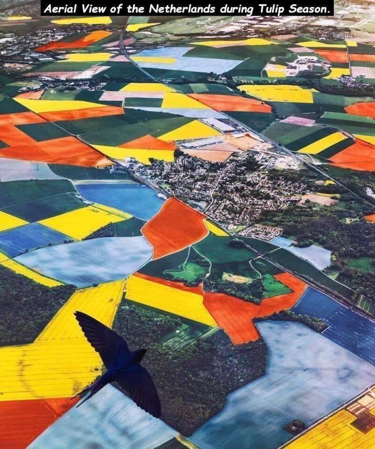 aerial view of netherlands during tulip season - Aerial View of the Netherlands during Tulip Season.