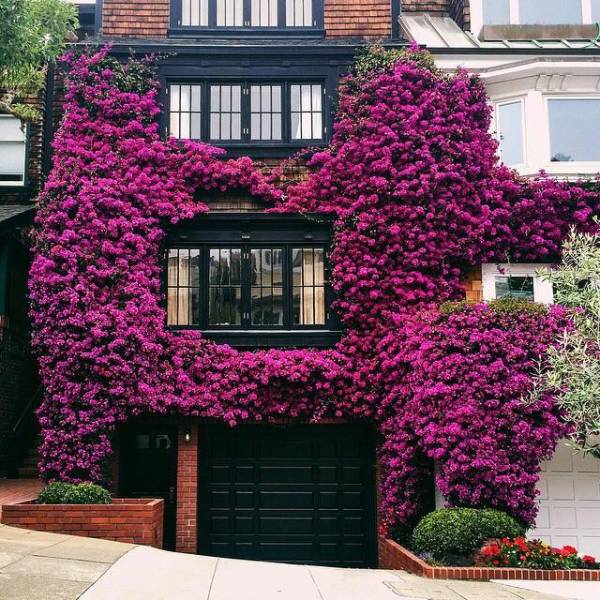 cool pic of flower covered home