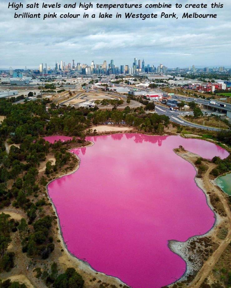 pink lake melbourne - High salt levels and high temperatures combine to create this brilliant pink colour in a lake in Westgate Park, Melbourne