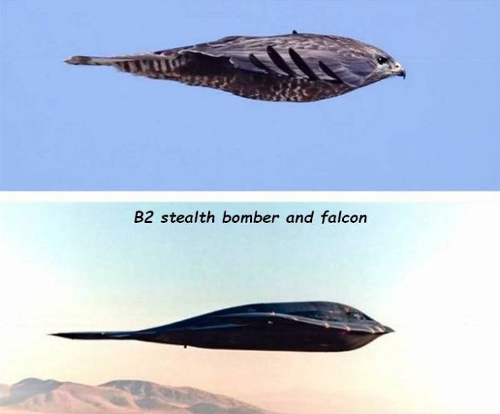 falcon and stealth bomber - B2 stealth bomber and falcon