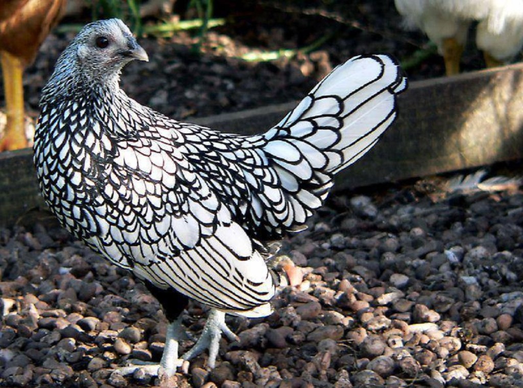 crazy monday pics of silver sebright chickens for sale