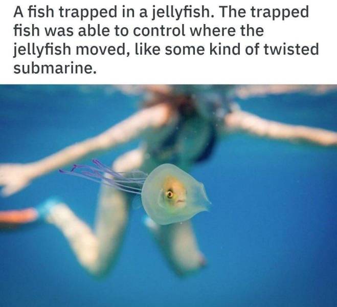 jellyfish australia - A fish trapped in a jellyfish. The trapped fish was able to control where the jellyfish moved, some kind of twisted submarine.