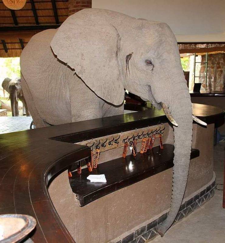 elephant hotel room - Goose