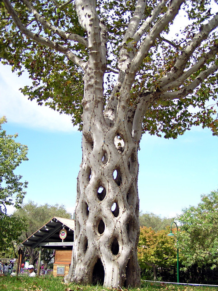 fascinating photos - sycamore tree - 4 .