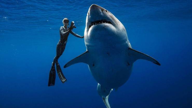 fascinating photos - biggest great white shark