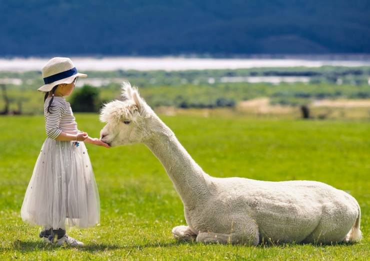 fascinating photos - alpaca