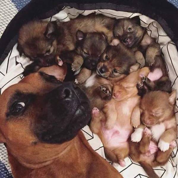 fascinating photos - dog selfie with puppies