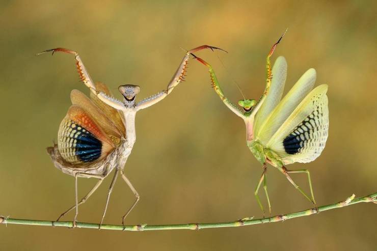 random two praying mantis