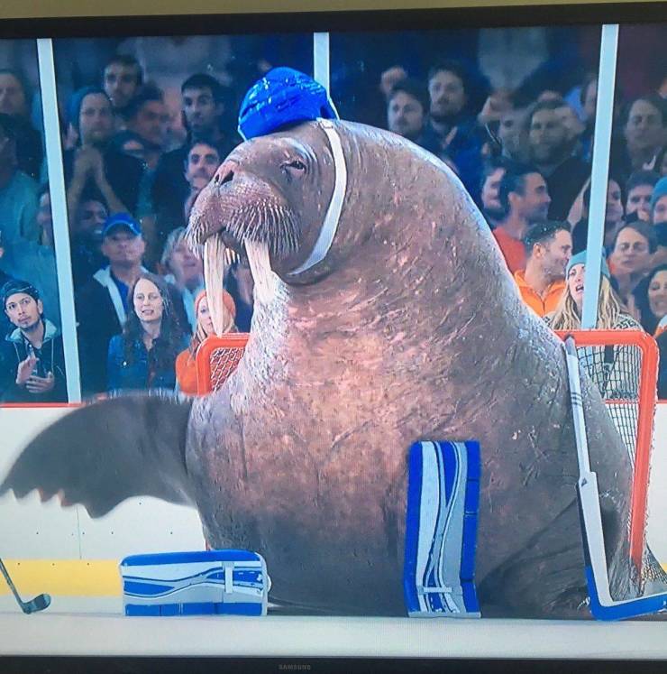 walrus goalie