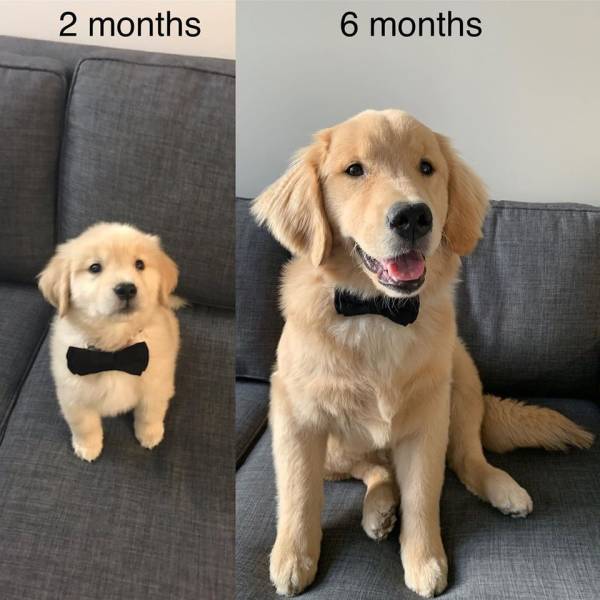 golden retriever - 2 months 6 months