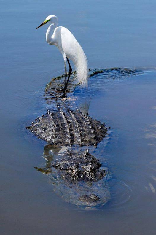 birds on alligators