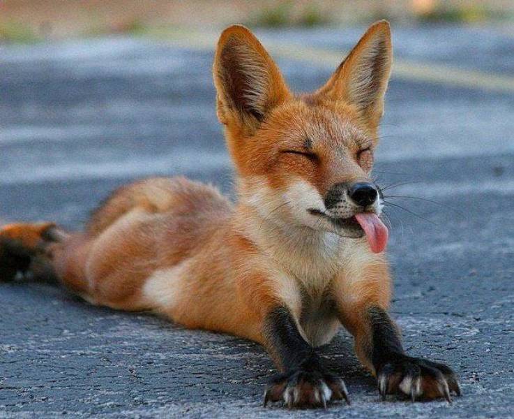 fox blep