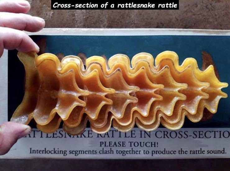 things cut in half - Crosssection of a rattlesnake rattle Ttlesinike Natile In CrossSectio Please Touch! Interlocking segments clash together to produce the rattle sound. Plea