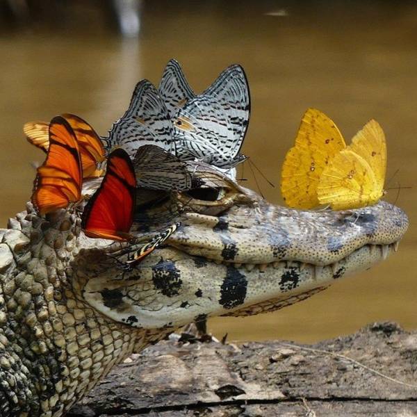 crocodile with butterflies