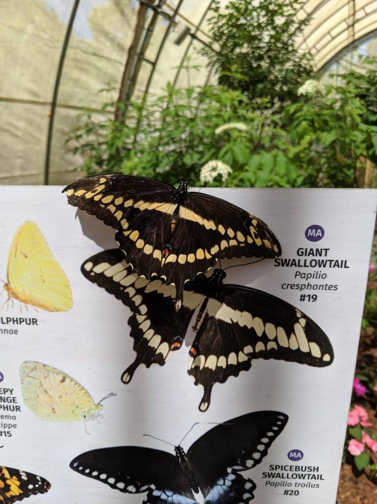 butterfly - Giant Swallowtail Papilio cresphontes Lphpur nae Epy Nge Phur ema ippe Spicebush Swallowtail Papilio troilus