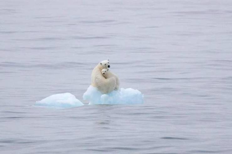 stranded polar bear