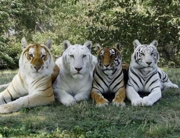 4 shades of tiger