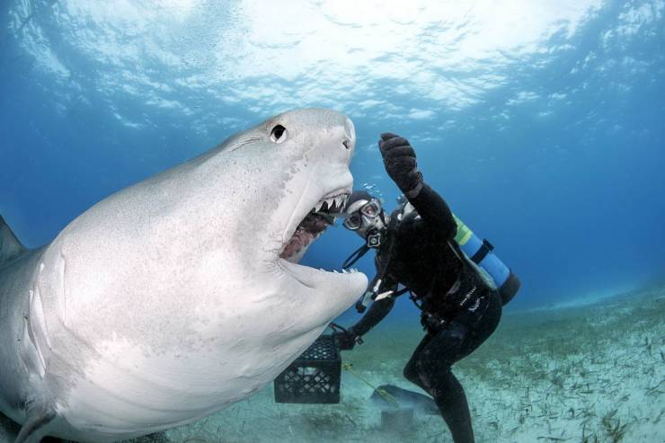 sharks up close