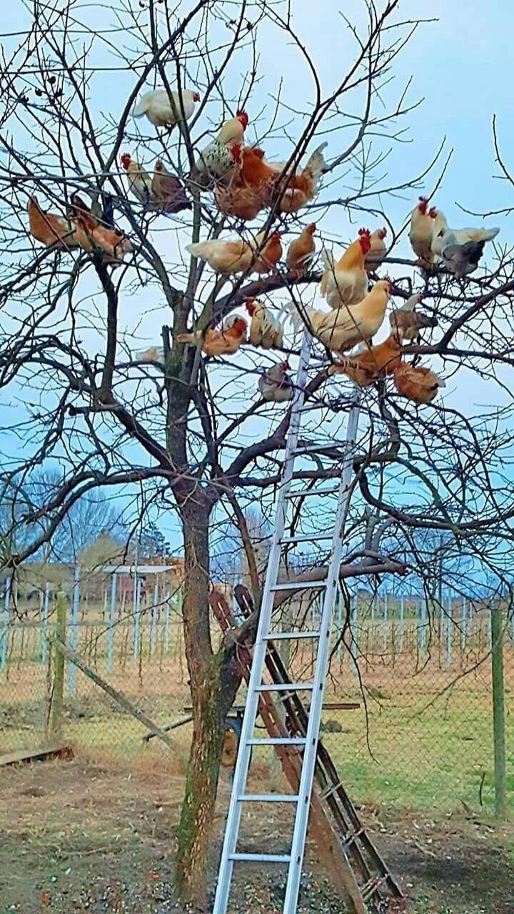 chicken tree