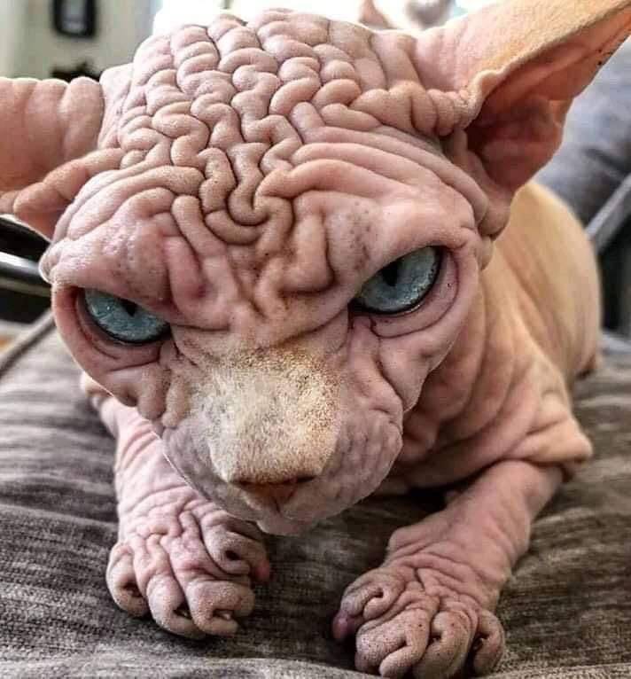 sphynx cat brain