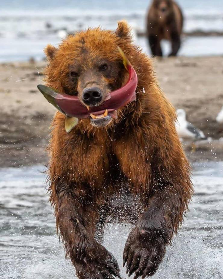 bear biting salmon